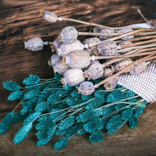 Dried Flora