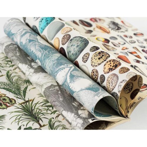 Gift & Creative Paper Book Natural History 3