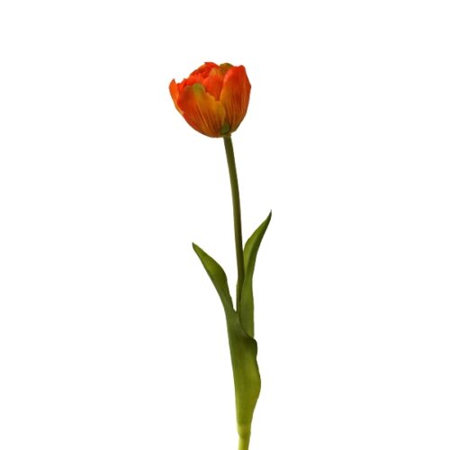 Soft Touch Tulip Orange