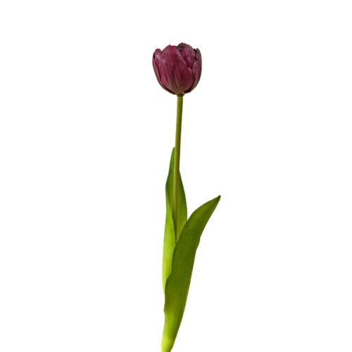 Soft Touch Tulip Purple